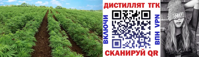Купить где  Каргополь  ТГК концентрат 